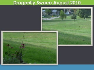 Dragonfly Swarm August 2010
 