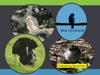 Blue Grosbeak
Chipping Sparrow
 
