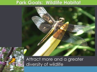 Attract more and a greater
diversity of wildlife
Park Goals: Wildlife Habitat
 