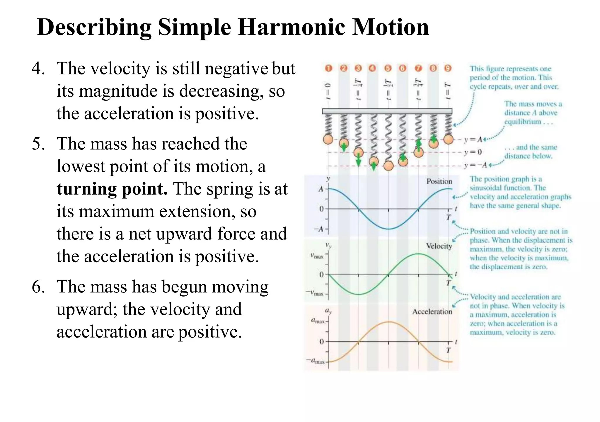 Describing Simple Harmonic Motion
4. The velocity is still negative but
its magnitude is decreasing, so
the acceleration is positive.
5. The mass has reached the
lowest point of its motion, a
turning point. The spring is at
its maximum extension, so
there is a net upward force and
the acceleration is positive.
6. The mass has begun moving
upward; the velocity and
acceleration are positive.
 
