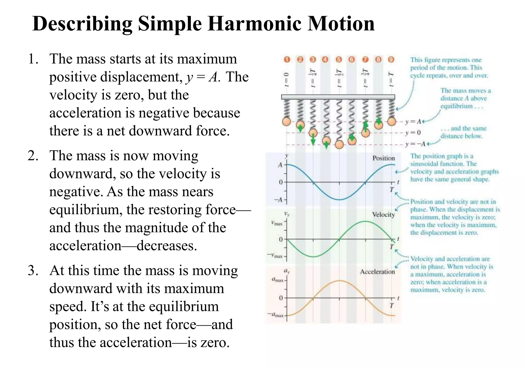 Describing Simple Harmonic Motion
1. The mass starts at its maximum
positive displacement, y = A. The
velocity is zero, but the
acceleration is negative because
there is a net downward force.
2. The mass is now moving
downward, so the velocity is
negative. As the mass nears
equilibrium, the restoring force—
and thus the magnitude of the
acceleration—decreases.
3. At this time the mass is moving
downward with its maximum
speed. It’s at the equilibrium
position, so the net force—and
thus the acceleration—is zero.
 