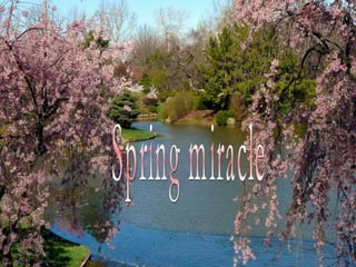 Spring miracle 