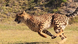 THIRDCHANNEL @svpember
 