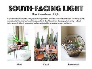 South-Facing Light
If you have the luxury of a sunny south-facing window, consider succulents and cacti. The fleshy plants
are native to the desert, where they sunbathe all day. Water them thoroughly but rarely — about
twice a month. Aloe is particularly resilient and doubles as a salve for cuts and burns.
Aloe! Cacti! Succulents!
More than 6 hours of light
 