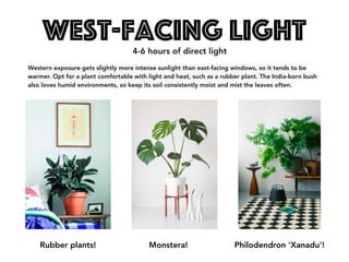 west-Facing Light
Western exposure gets slightly more intense sunlight than east-facing windows, so it tends to be
warmer. Opt for a plant comfortable with light and heat, such as a rubber plant. The India-born bush
also loves humid environments, so keep its soil consistently moist and mist the leaves often.
Rubber plants! Monstera! Philodendron 'Xanadu'!
4-6 hours of direct light
 