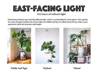 East-Facing Light
East-facing windows get naturally diffused light, which is comfortable for most plants. Your options
are many, though consider the so-hot-right-now fiddle leaf fig. Its ruffled leaves fill up voids in your
apartment while the branches add height.
Fiddle leaf figs! Pothos! Palms!
4-6 hours of indirect light
 