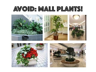 Avoid: Mall plants!
 