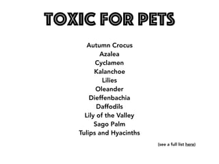Toxic for pets
Autumn Crocus 
Azalea 
Cyclamen 
Kalanchoe 
Lilies 
Oleander 
Dieffenbachia 
Daffodils 
Lily of the Valley 
Sago Palm 
Tulips and Hyacinths
(see a full list here)
 