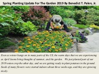 Spring Planting Update For The Garden 2019 By Benedict T. Palen, Jr.
Even as winter hangs on in many parts of the US, the warm days that we are experiencing
as April looms bring thoughts of summer, and the garden. We just planted part of our
2019 onion crop the other day, and we are getting ready to plant potatoes in the ground.
Seeds of many flowers were started indoors about three weeks ago, and they are growing
nicely.
 