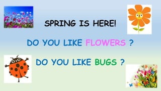 Spring: flowers and bugs