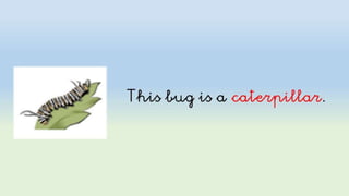 Spring: flowers and bugs