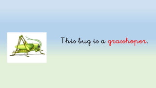 Spring: flowers and bugs