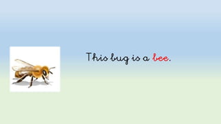 Spring: flowers and bugs