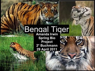 Bengal Tiger Amanda Irwin Spring Bio Project 2* Buchmann 29 April 2011 