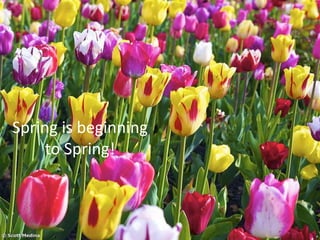 Spring is beginning
to Spring!
 