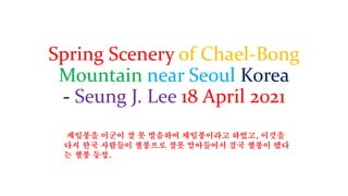 Spring Scenery of Chael-Bong
Mountain near Seoul Korea
- Seung J. Lee 18 April 2021
 