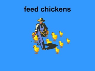 feed chickens
 