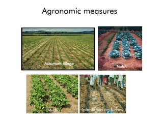Agronomic measures
Minimum tillage
(Mulch)
Mulch
Mulch (plantation on furrow )
 
