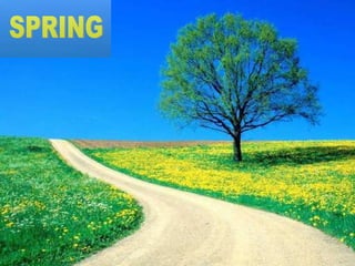 SPRING 