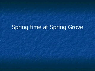 Spring time at Spring Grove
 