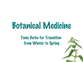 Botanical Medicine Tonic Herbs for Transition  from Winter to Spring 