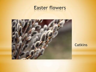 EasterflowersCatkins