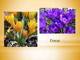 Crocus
