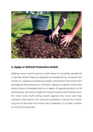Spring Tree TLC- Your Essential Care Checklist for a Healthy Season.pdf
