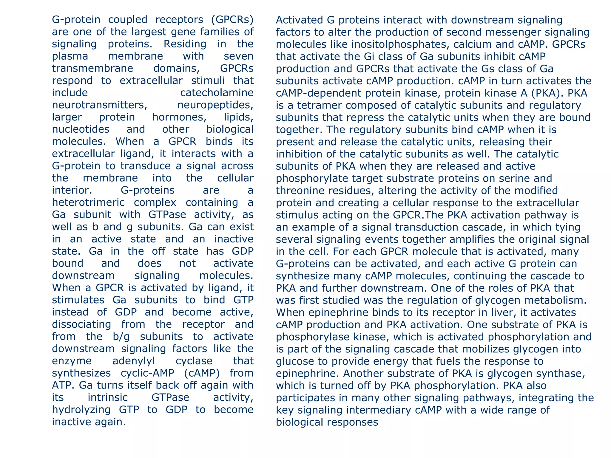 G-protein coupled receptors (GPCRs) are one of the largest gene families of signaling proteins. Residing in the plasma membrane with seven transmembrane domains, GPCRs respond to extracellular stimuli that include catecholamine neurotransmitters, neuropeptides, larger protein hormones, lipids, nucleotides and other biological molecules. When a GPCR binds its extracellular ligand, it interacts with a G-protein to transduce a signal across the membrane into the cellular interior. G-proteins are a heterotrimeric complex containing a Ga subunit with GTPase activity, as well as b and g subunits. Ga can exist in an active state and an inactive state. Ga in the off state has GDP bound and does not activate downstream signaling molecules. When a GPCR is activated by ligand, it stimulates Ga subunits to bind GTP instead of GDP and become active, dissociating from the receptor and from the b/g subunits to activate downstream signaling factors like the enzyme adenylyl cyclase that synthesizes cyclic-AMP (cAMP) from ATP. Ga turns itself back off again with its intrinsic GTPase activity, hydrolyzing GTP to GDP to become inactive again. Activated G proteins interact with downstream signaling factors to alter the production of second messenger signaling molecules like inositolphosphates, calcium and cAMP. GPCRs that activate the Gi class of Ga subunits inhibit cAMP production and GPCRs that activate the Gs class of Ga subunits activate cAMP production. cAMP in turn activates the cAMP-dependent protein kinase, protein kinase A (PKA). PKA is a tetramer composed of catalytic subunits and regulatory subunits that repress the catalytic units when they are bound together. The regulatory subunits bind cAMP when it is present and release the catalytic units, releasing their inhibition of the catalytic subunits as well. The catalytic subunits of PKA when they are released and active phosphorylate target substrate proteins on serine and threonine residues, altering the activity of the modified protein and creating a cellular response to the extracellular stimulus acting on the GPCR.The PKA activation pathway is an example of a signal transduction cascade, in which tying several signaling events together amplifies the original signal in the cell. For each GPCR molecule that is activated, many G-proteins can be activated, and each active G protein can synthesize many cAMP molecules, continuing the cascade to PKA and further downstream. One of the roles of PKA that was first studied was the regulation of glycogen metabolism. When epinephrine binds to its receptor in liver, it activates cAMP production and PKA activation. One substrate of PKA is phosphorylase kinase, which is activated phosphorylation and is part of the signaling cascade that mobilizes glycogen into glucose to provide energy that fuels the response to epinephrine. Another substrate of PKA is glycogen synthase, which is turned off by PKA phosphorylation. PKA also participates in many other signaling pathways, integrating the key signaling intermediary cAMP with a wide range of biological responses 