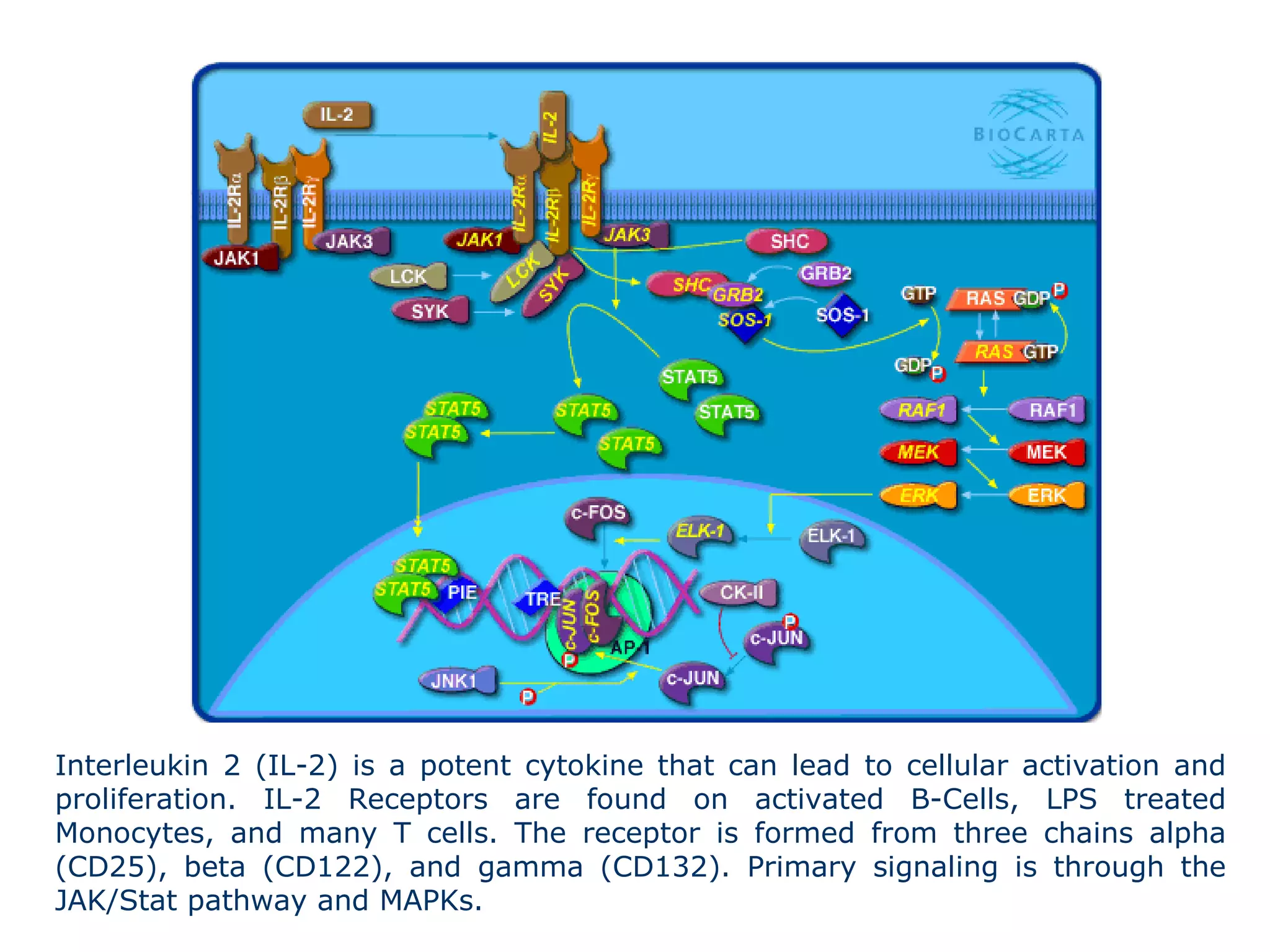 Interleukin 2 (IL-2) is a potent cytokine that can lead to cellular activation and proliferation. IL-2 Receptors are found on activated B-Cells, LPS treated Monocytes, and many T cells. The receptor is formed from three chains alpha (CD25), beta (CD122), and gamma (CD132). Primary signaling is through the JAK/Stat pathway and MAPKs. 