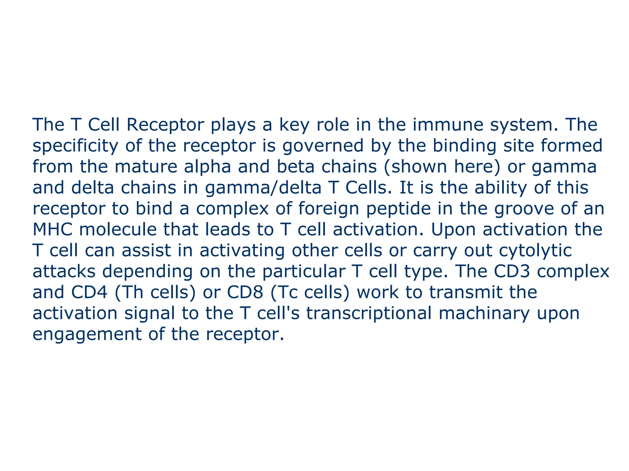 The T Cell Receptor plays a key role in the immune system. The specificity of the receptor is governed by the binding site formed from the mature alpha and beta chains (shown here) or gamma and delta chains in gamma/delta T Cells. It is the ability of this receptor to bind a complex of foreign peptide in the groove of an MHC molecule that leads to T cell activation. Upon activation the T cell can assist in activating other cells or carry out cytolytic attacks depending on the particular T cell type. The CD3 complex and CD4 (Th cells) or CD8 (Tc cells) work to transmit the activation signal to the T cell's transcriptional machinary upon engagement of the receptor. 
