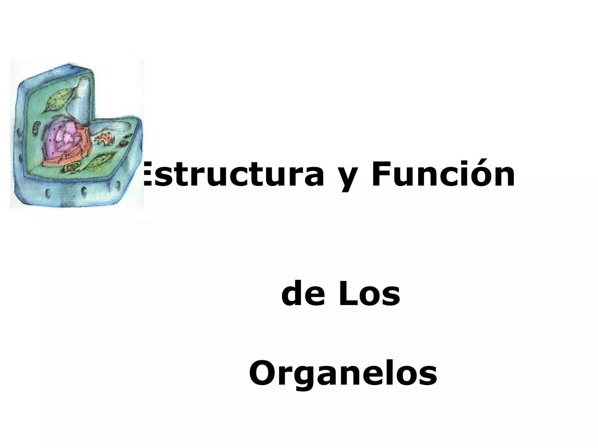 Es tructura y Función  de Los  Organelos   