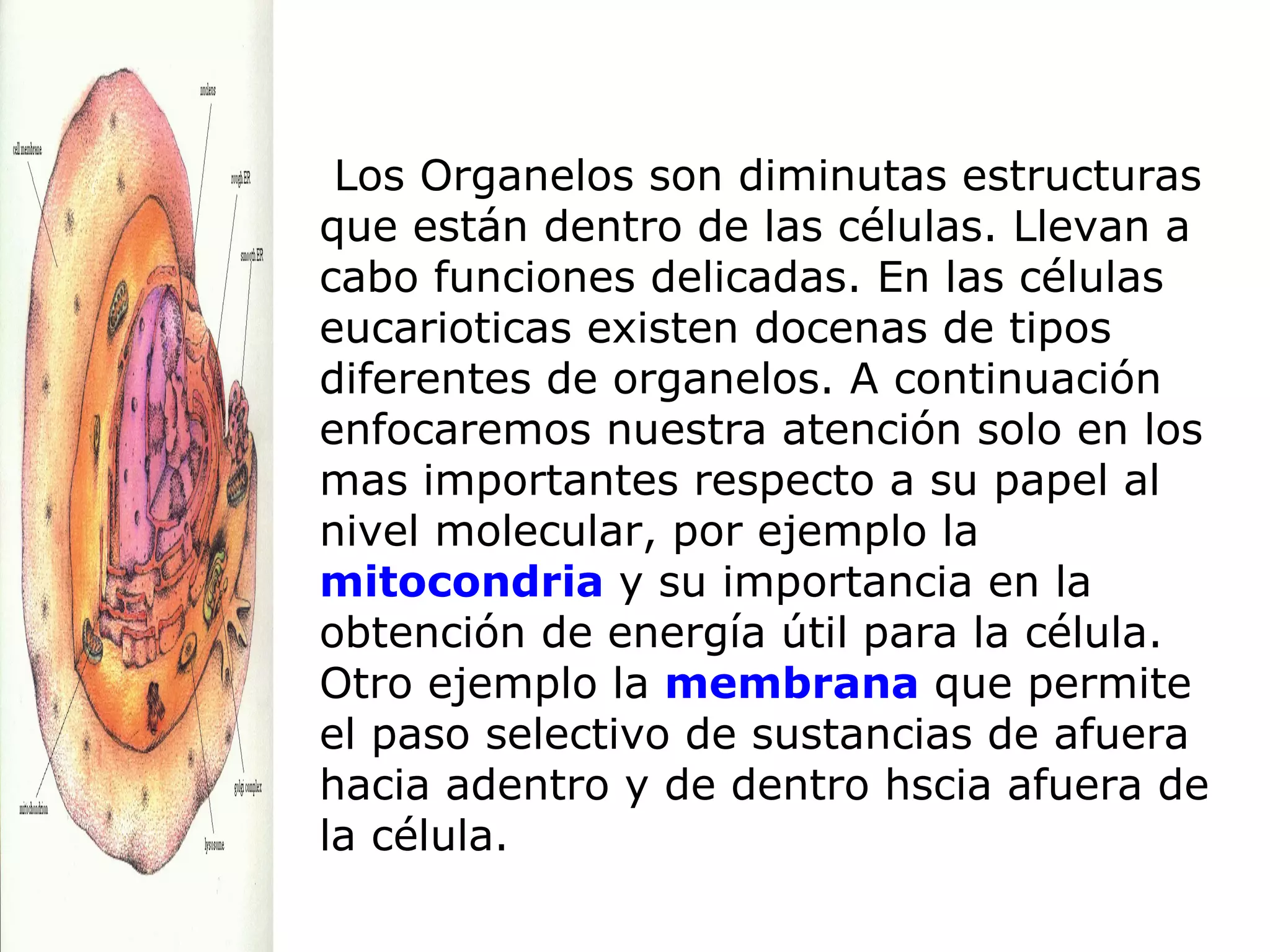 Los Organelos son diminutas estructuras que están dentro de las células. Llevan a cabo funciones delicadas. En las células eucarioticas existen docenas de tipos diferentes de organelos. A continuación enfocaremos nuestra atención solo en los mas importantes respecto a su papel al nivel molecular, por ejemplo la  mitocondria  y su importancia en la obtención de energía útil para la célula. Otro ejemplo la  membrana  que permite el paso selectivo de sustancias  de afuera hacia adentro y de dentro hscia afuera de la célula. 