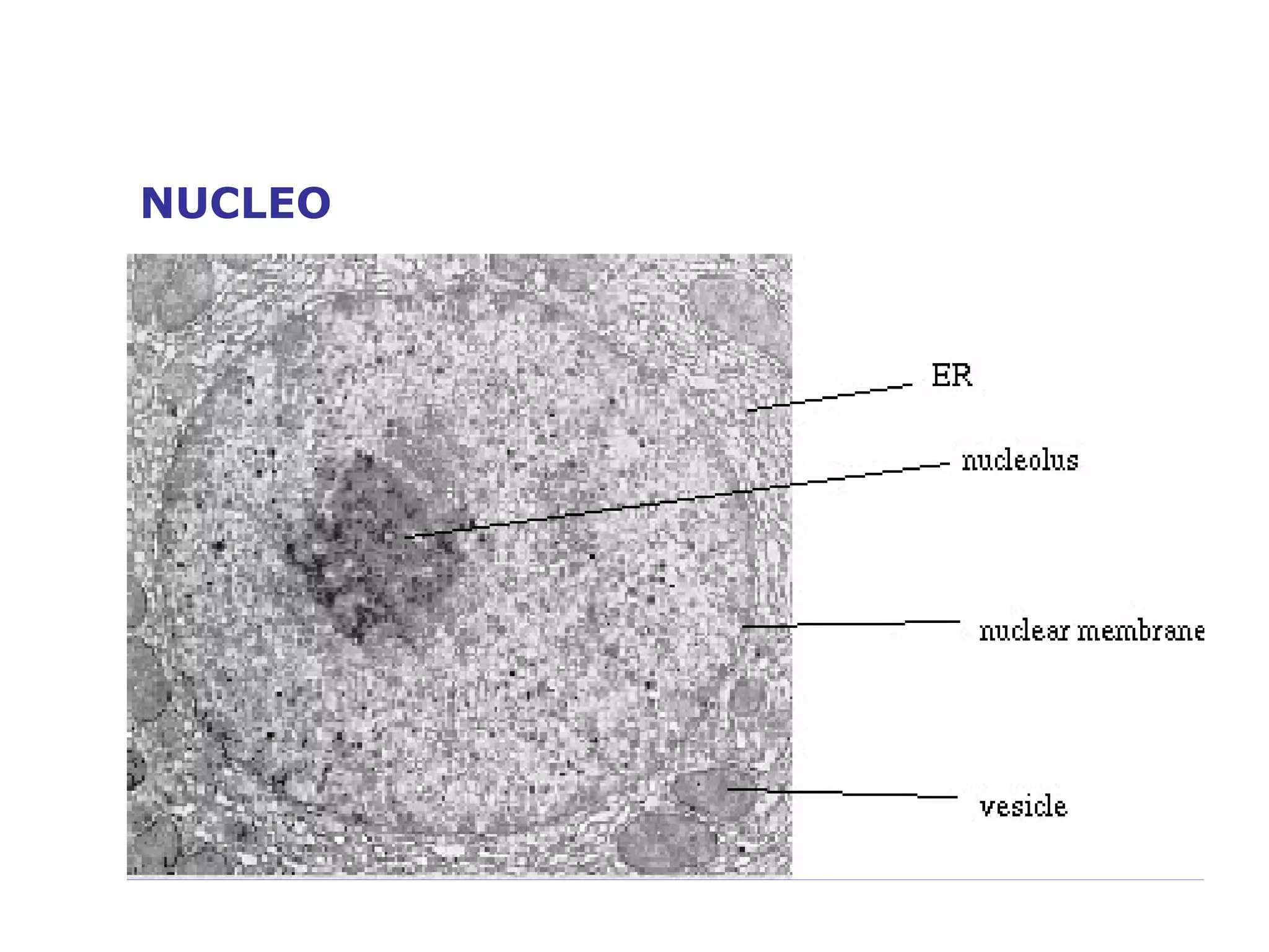 NUCLEO 