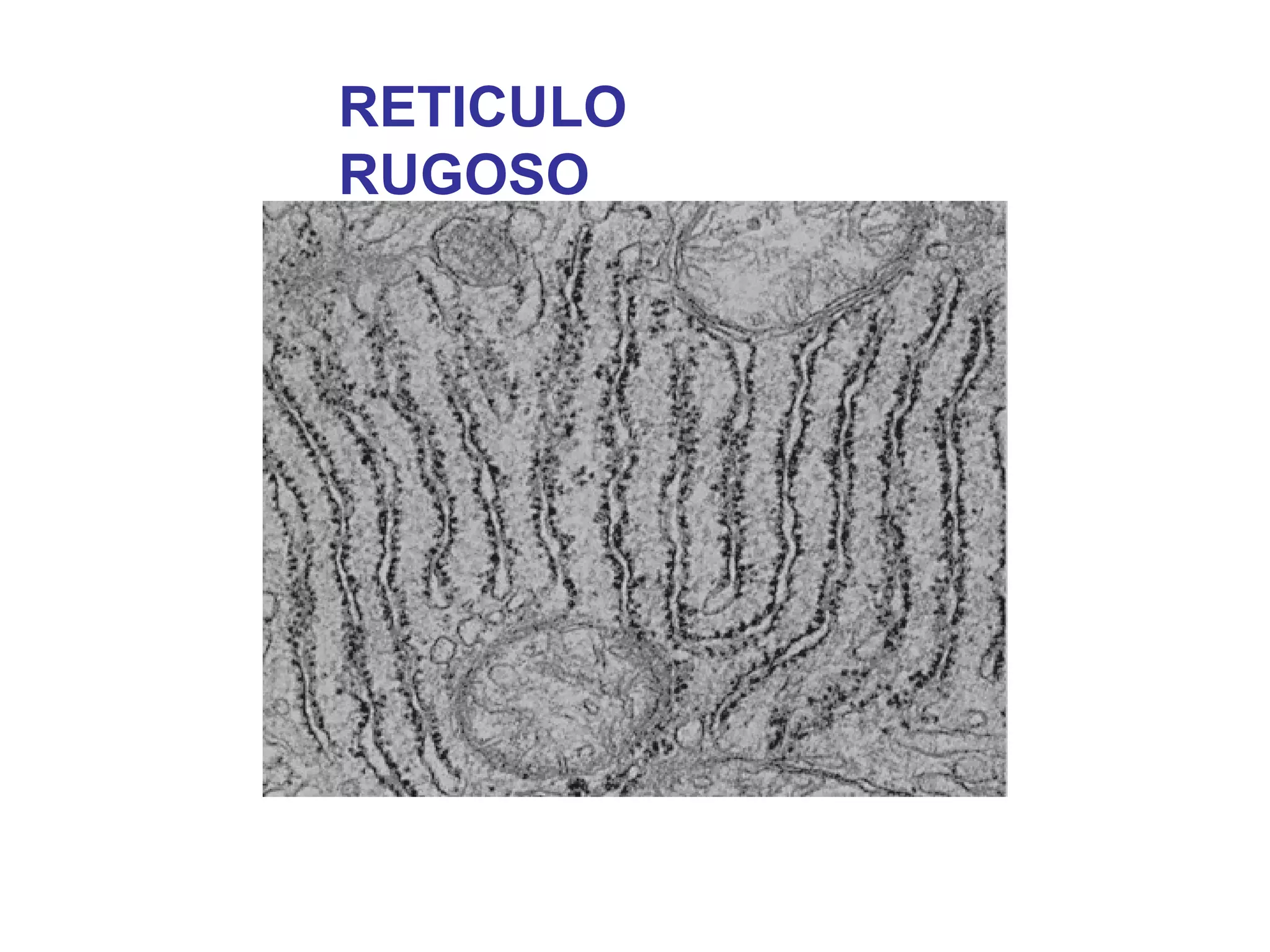 RETICULO RUGOSO 