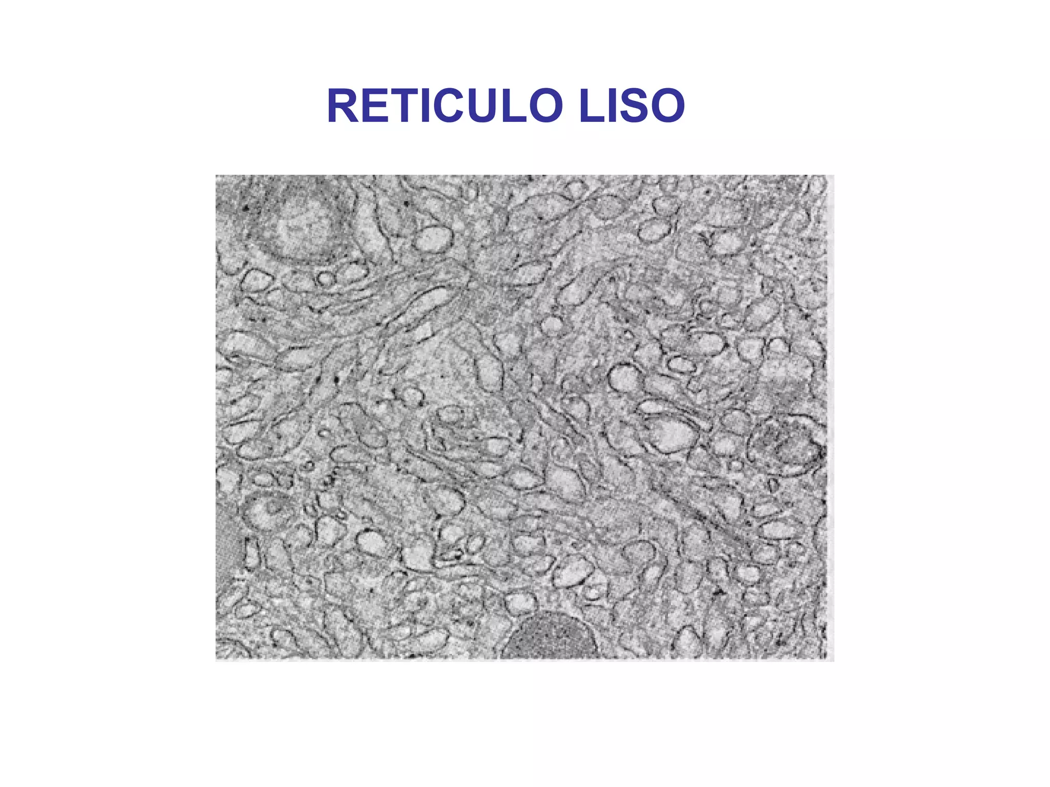 RETICULO LISO 