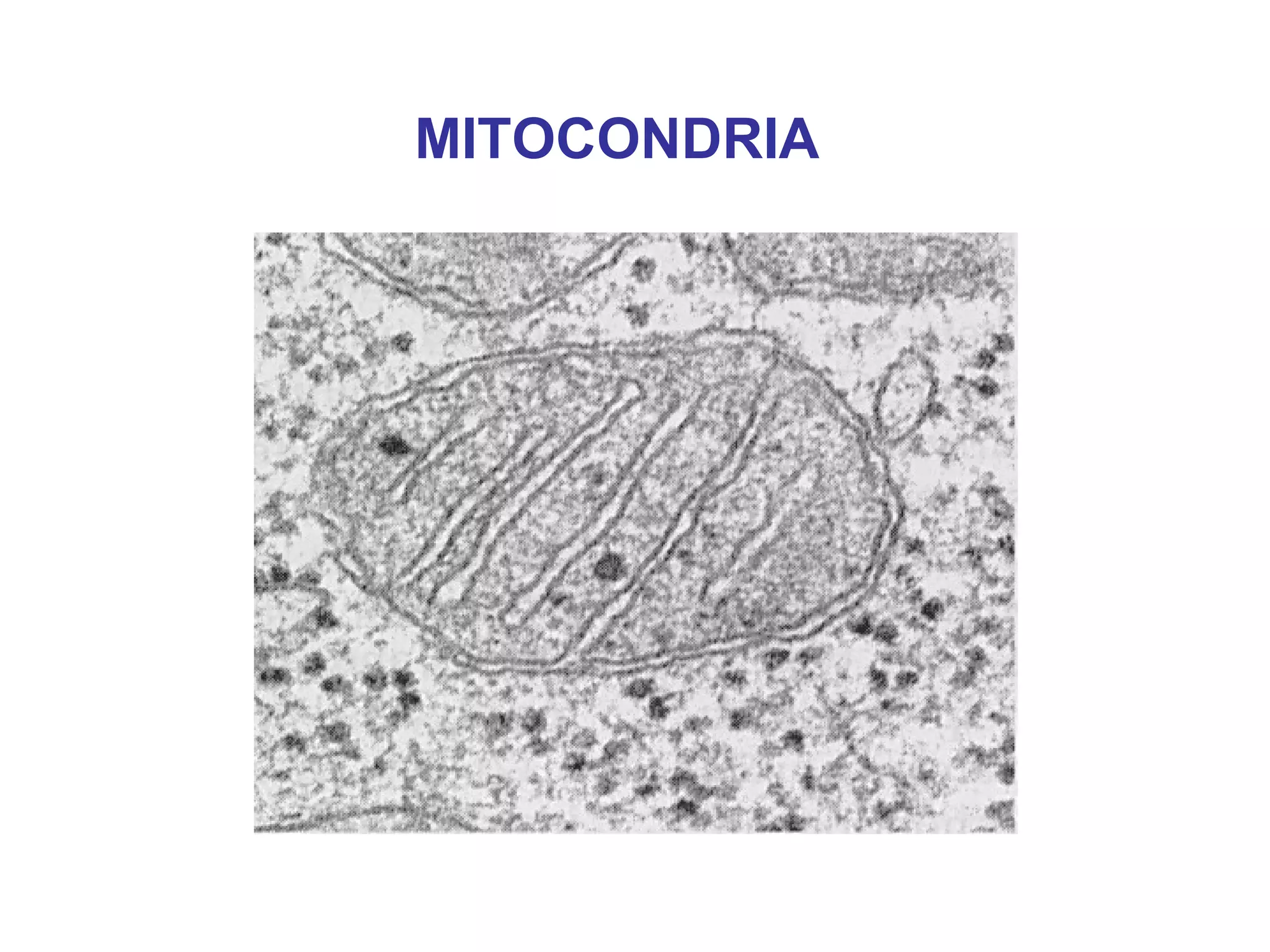 MITOCONDRIA 