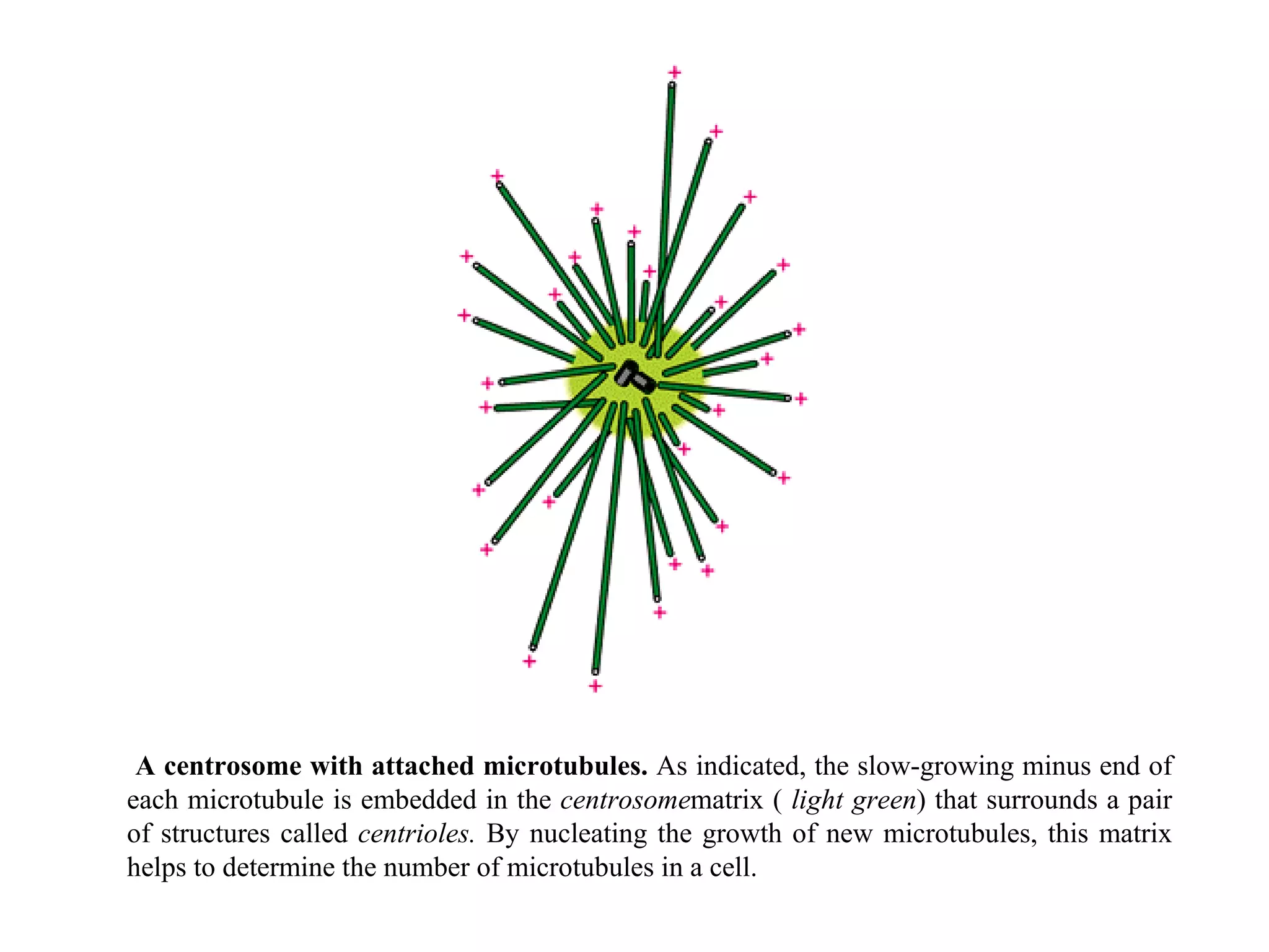 A centrosome with attached microtubules.  As indicated, the slow-growing minus end of each microtubule is embedded in the  centrosome matrix (  light green ) that surrounds a pair of structures called  centrioles.  By nucleating the growth of new microtubules, this matrix helps to determine the number of microtubules in a cell. 