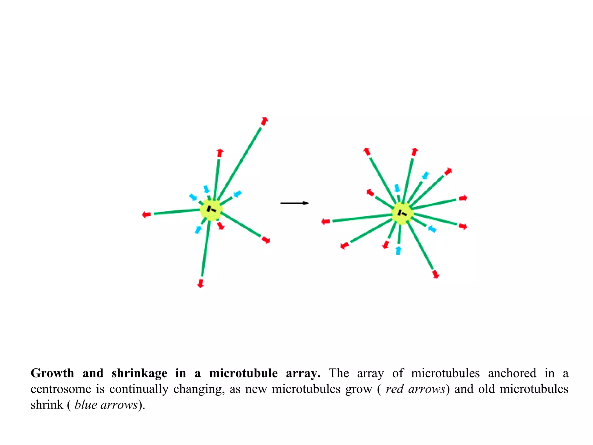 Growth and shrinkage in a microtubule array.  The array of microtubules anchored in a centrosome is continually changing, as new microtubules grow (  red arrows ) and old microtubules shrink (  blue arrows ). 