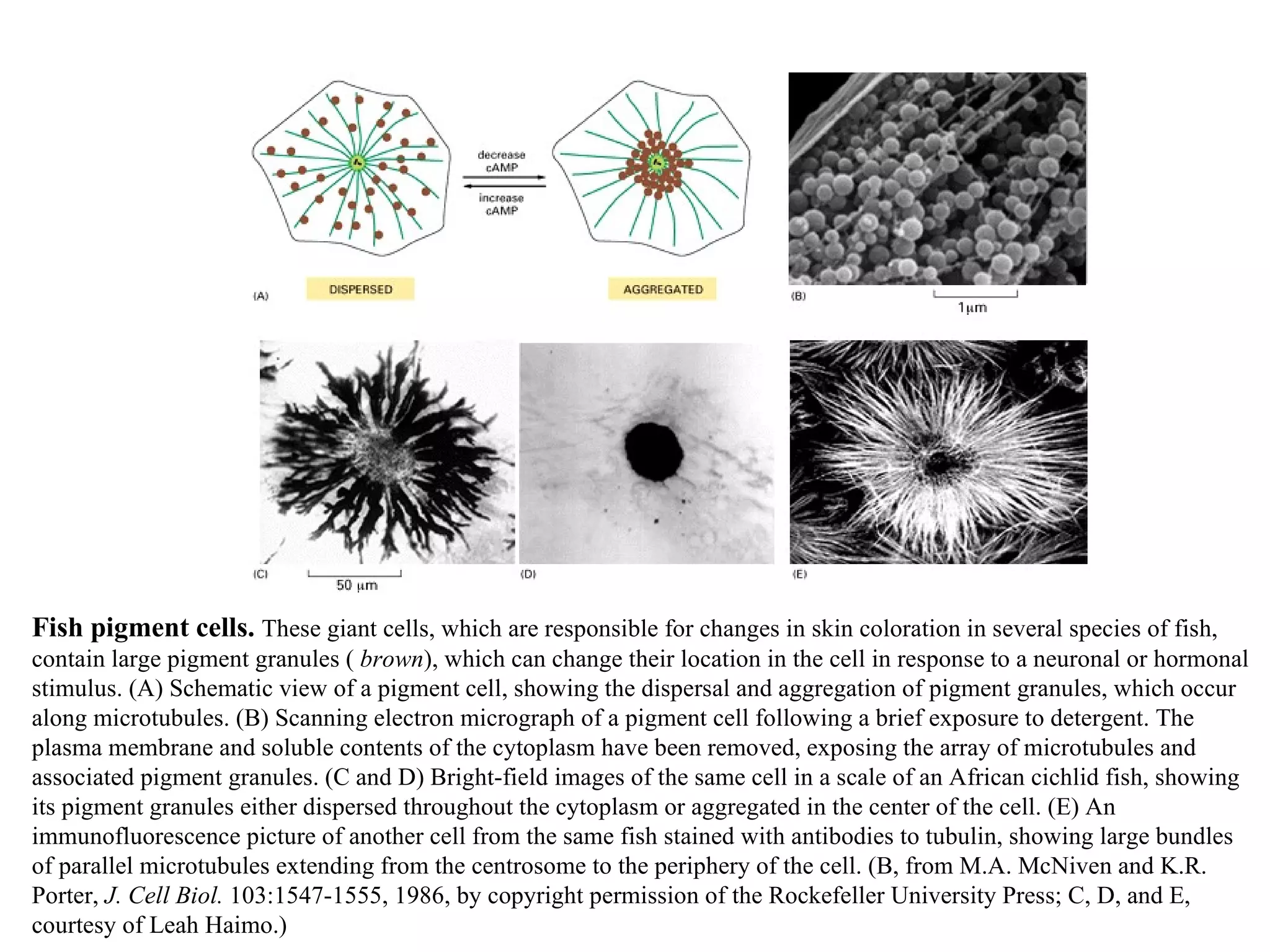Fish pigment cells.  These giant cells, which are responsible for changes in skin coloration in several species of fish, contain large pigment granules (  brown ), which can change their location in the cell in response to a neuronal or hormonal stimulus. (A) Schematic view of a pigment cell, showing the dispersal and aggregation of pigment granules, which occur along microtubules. (B) Scanning electron micrograph of a pigment cell following a brief exposure to detergent. The plasma membrane and soluble contents of the cytoplasm have been removed, exposing the array of microtubules and associated pigment granules. (C and D) Bright-field images of the same cell in a scale of an African cichlid fish, showing its pigment granules either dispersed throughout the cytoplasm or aggregated in the center of the cell. (E) An immunofluorescence picture of another cell from the same fish stained with antibodies to tubulin, showing large bundles of parallel microtubules extending from the centrosome to the periphery of the cell. (B, from M.A. McNiven and K.R. Porter,  J. Cell Biol.  103:1547-1555, 1986, by copyright permission of the Rockefeller University Press; C, D, and E, courtesy of Leah Haimo.) 