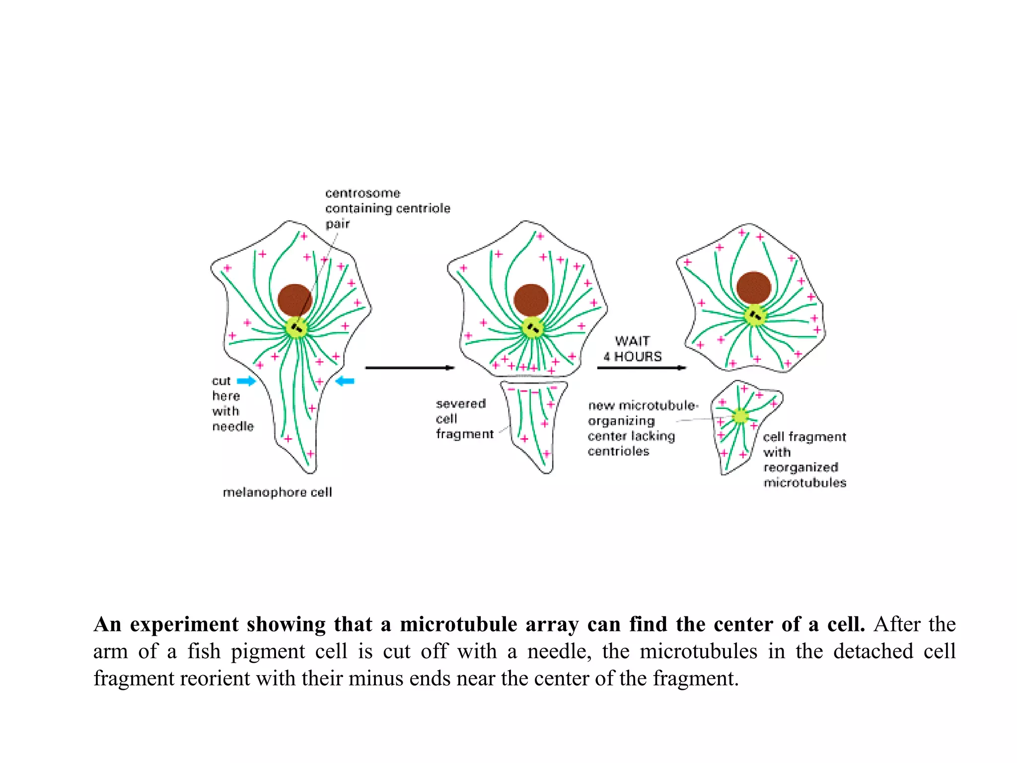 An experiment showing that a microtubule array can find the center of a cell.  After the arm of a fish pigment cell is cut off with a needle, the microtubules in the detached cell fragment reorient with their minus ends near the center of the fragment. 