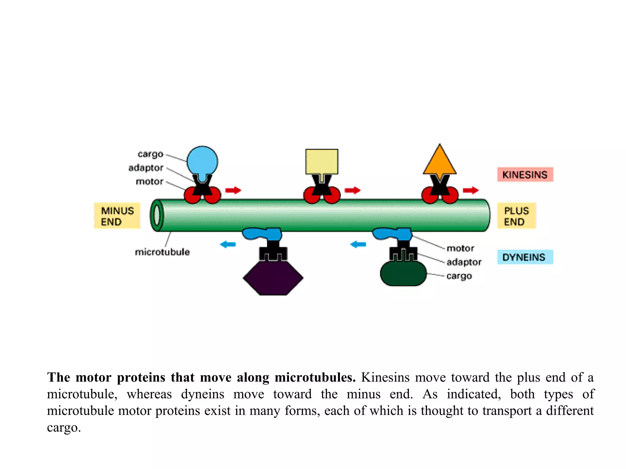 The motor proteins that move along microtubules.  Kinesins move toward the plus end of a microtubule, whereas dyneins move toward the minus end. As indicated, both types of microtubule motor proteins exist in many forms, each of which is thought to transport a different cargo. 