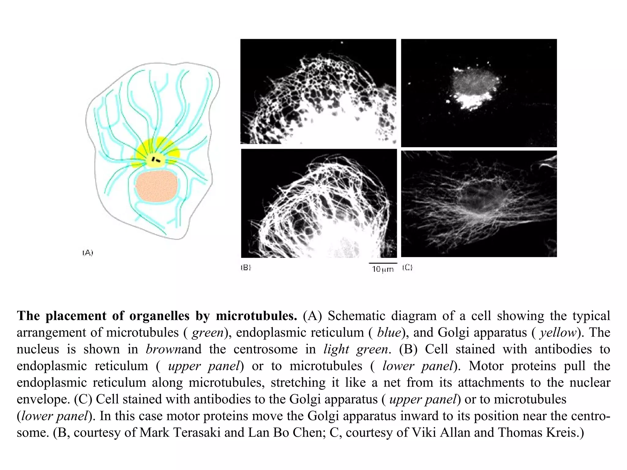 The placement of organelles by microtubules.  (A) Schematic diagram of a cell showing the typical arrangement of microtubules (  green ), endoplasmic reticulum (  blue ), and Golgi apparatus (  yellow ). The nucleus is shown in  brown and the centrosome in  light green . (B) Cell stained with antibodies to endoplasmic reticulum (  upper panel ) or to microtubules (  lower panel ). Motor proteins pull the endoplasmic reticulum along microtubules, stretching it like a net from its attachments to the nuclear envelope. (C) Cell stained with antibodies to the Golgi apparatus (  upper panel ) or to microtubules  ( lower panel ). In this case motor proteins move the Golgi apparatus inward to its position near the centro-some. (B, courtesy of Mark Terasaki and Lan Bo Chen; C, courtesy of Viki Allan and Thomas Kreis.) 