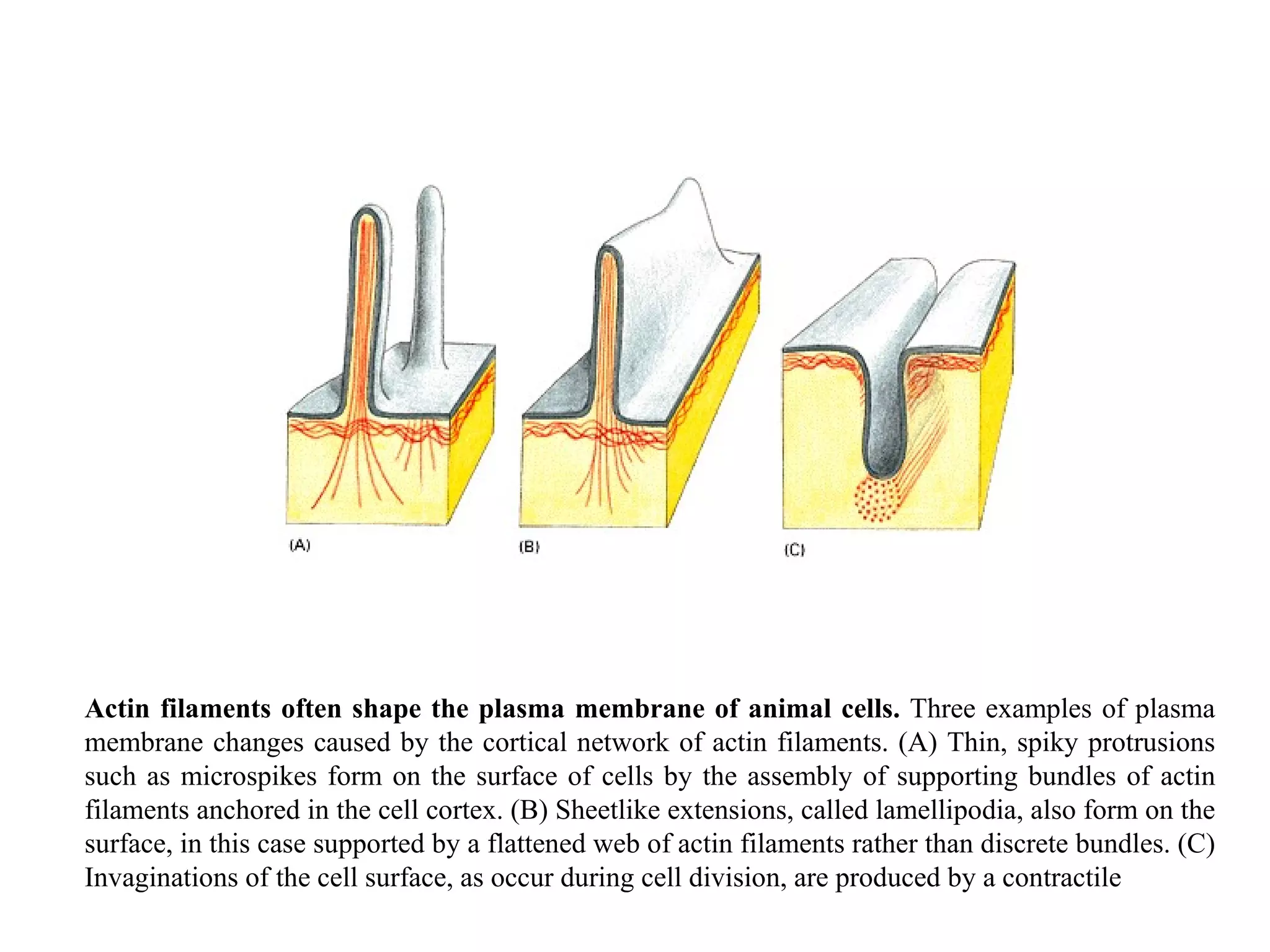 Actin filaments often shape the plasma membrane of animal cells.  Three examples of plasma membrane changes caused by the cortical network of actin filaments. (A) Thin, spiky protrusions such as microspikes form on the surface of cells by the assembly of supporting bundles of actin filaments anchored in the cell cortex. (B) Sheetlike extensions, called lamellipodia, also form on the surface, in this case supported by a flattened web of actin filaments rather than discrete bundles. (C) Invaginations of the cell surface, as occur during cell division, are produced by a contractile  