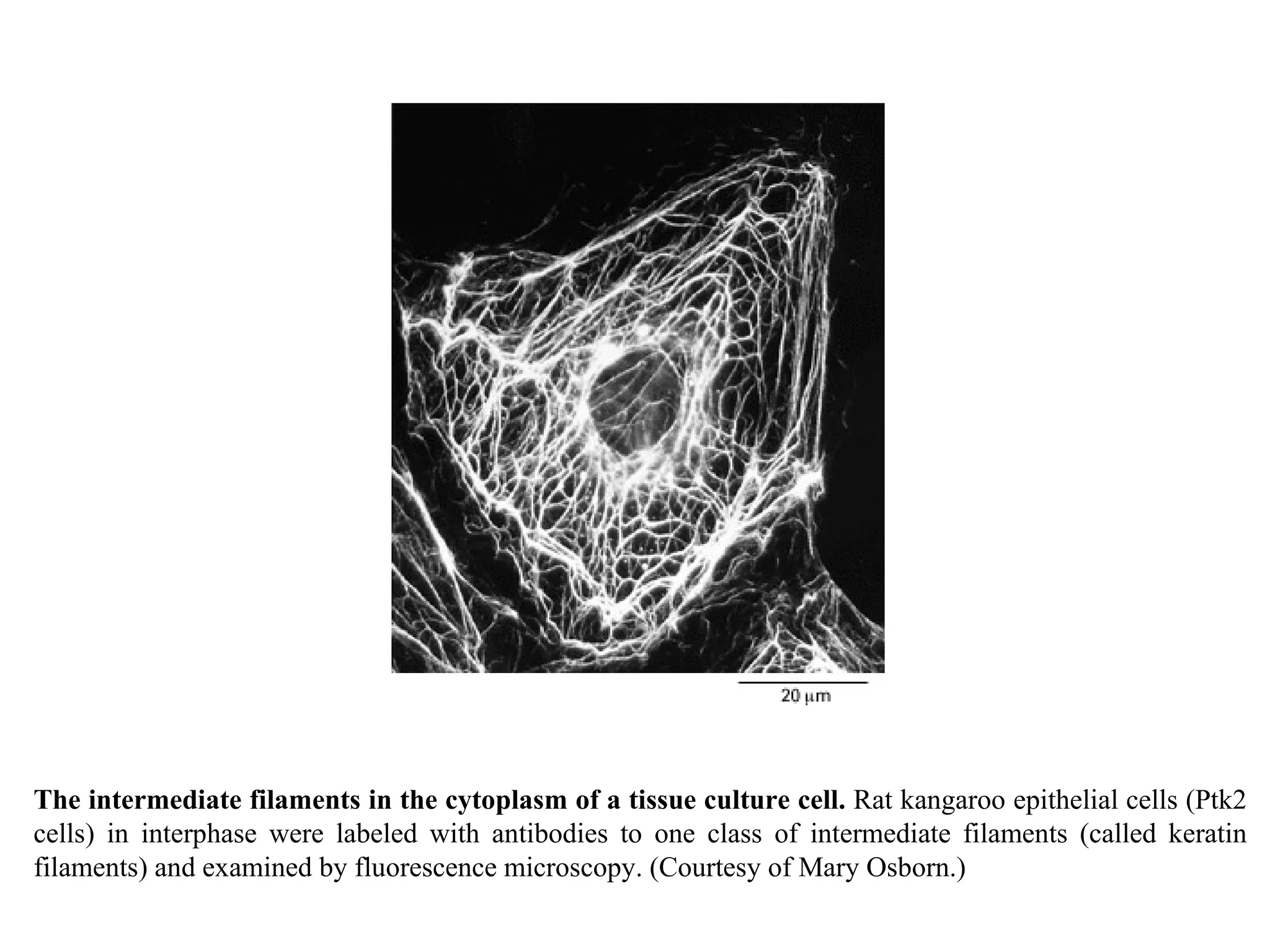 The intermediate filaments in the cytoplasm of a tissue culture cell.  Rat kangaroo epithelial cells (Ptk2 cells) in interphase were labeled with antibodies to one class of intermediate filaments (called keratin filaments) and examined by fluorescence microscopy. (Courtesy of Mary Osborn.) 
