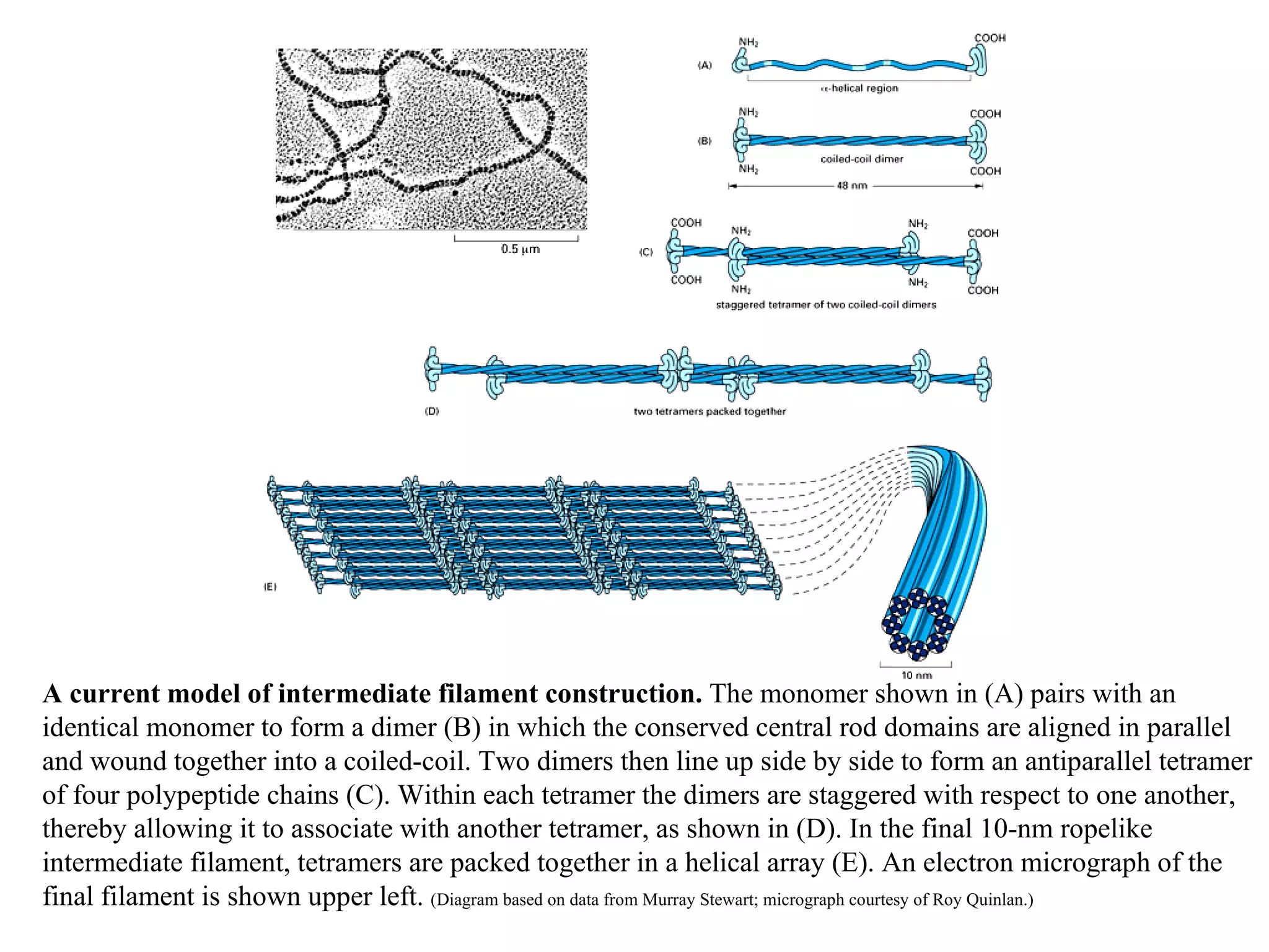 A current model of intermediate filament construction.  The monomer shown in (A) pairs with an identical monomer to form a dimer (B) in which the conserved central rod domains are aligned in parallel and wound together into a coiled-coil. Two dimers then line up side by side to form an antiparallel tetramer of four polypeptide chains (C). Within each tetramer the dimers are staggered with respect to one another, thereby allowing it to associate with another tetramer, as shown in (D). In the final 10-nm ropelike intermediate filament, tetramers are packed together in a helical array (E). An electron micrograph of the final filament is shown upper left.  (Diagram based on data from Murray Stewart; micrograph courtesy of Roy Quinlan.) 