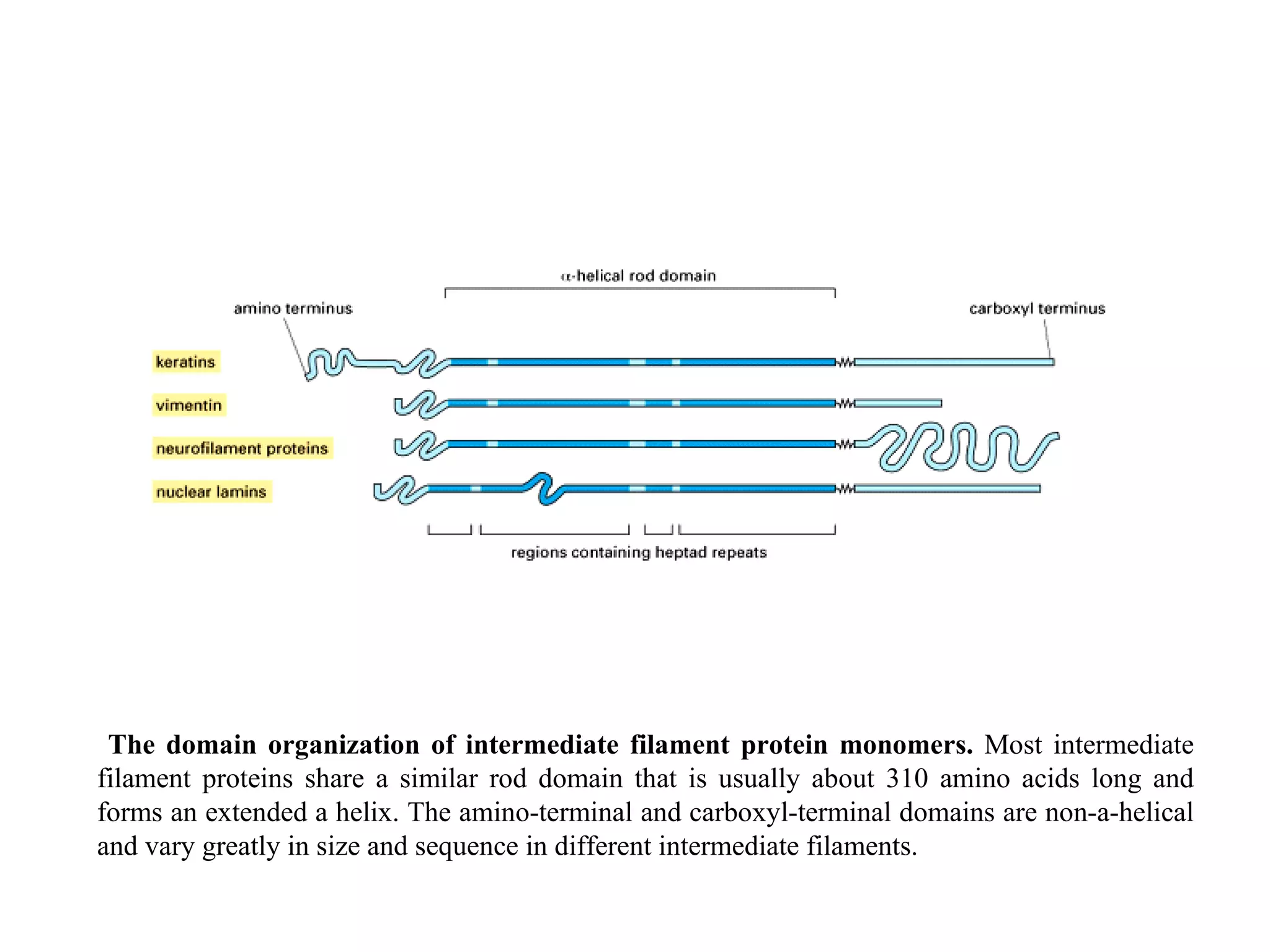 The domain organization of intermediate filament protein monomers.  Most intermediate filament proteins share a similar rod domain that is usually about 310 amino acids long and forms an extended a helix. The amino-terminal and carboxyl-terminal domains are non-a-helical and vary greatly in size and sequence in different intermediate filaments. 