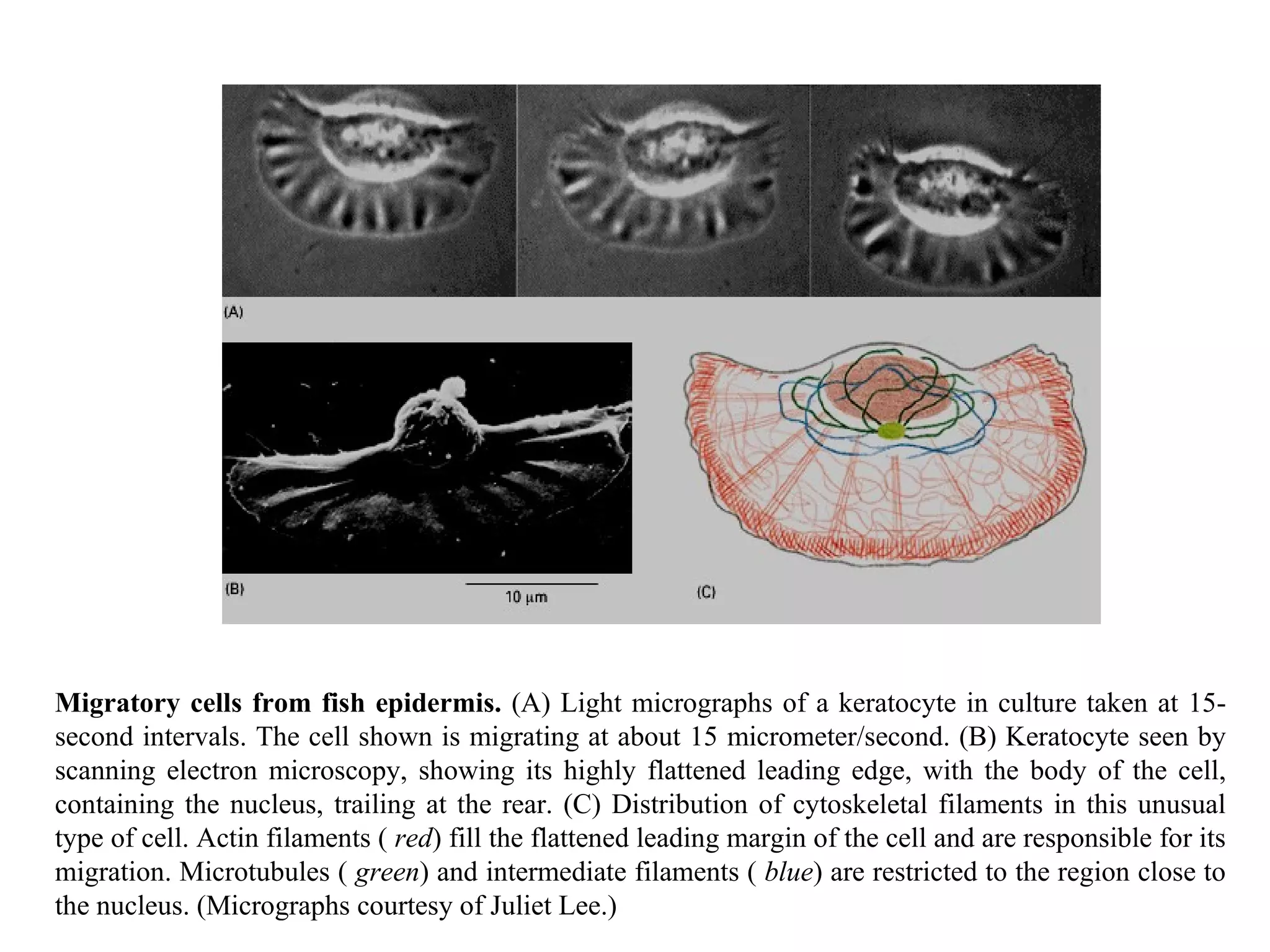 Migratory cells from fish epidermis.  (A) Light micrographs of a keratocyte in culture taken at 15-second intervals. The cell shown is migrating at about 15 micrometer/second. (B) Keratocyte seen by scanning electron microscopy, showing its highly flattened leading edge, with the body of the cell, containing the nucleus, trailing at the rear. (C) Distribution of cytoskeletal filaments in this unusual type of cell. Actin filaments (  red ) fill the flattened leading margin of the cell and are responsible for its migration. Microtubules (  green ) and intermediate filaments (  blue ) are restricted to the region close to the nucleus. (Micrographs courtesy of Juliet Lee.) 
