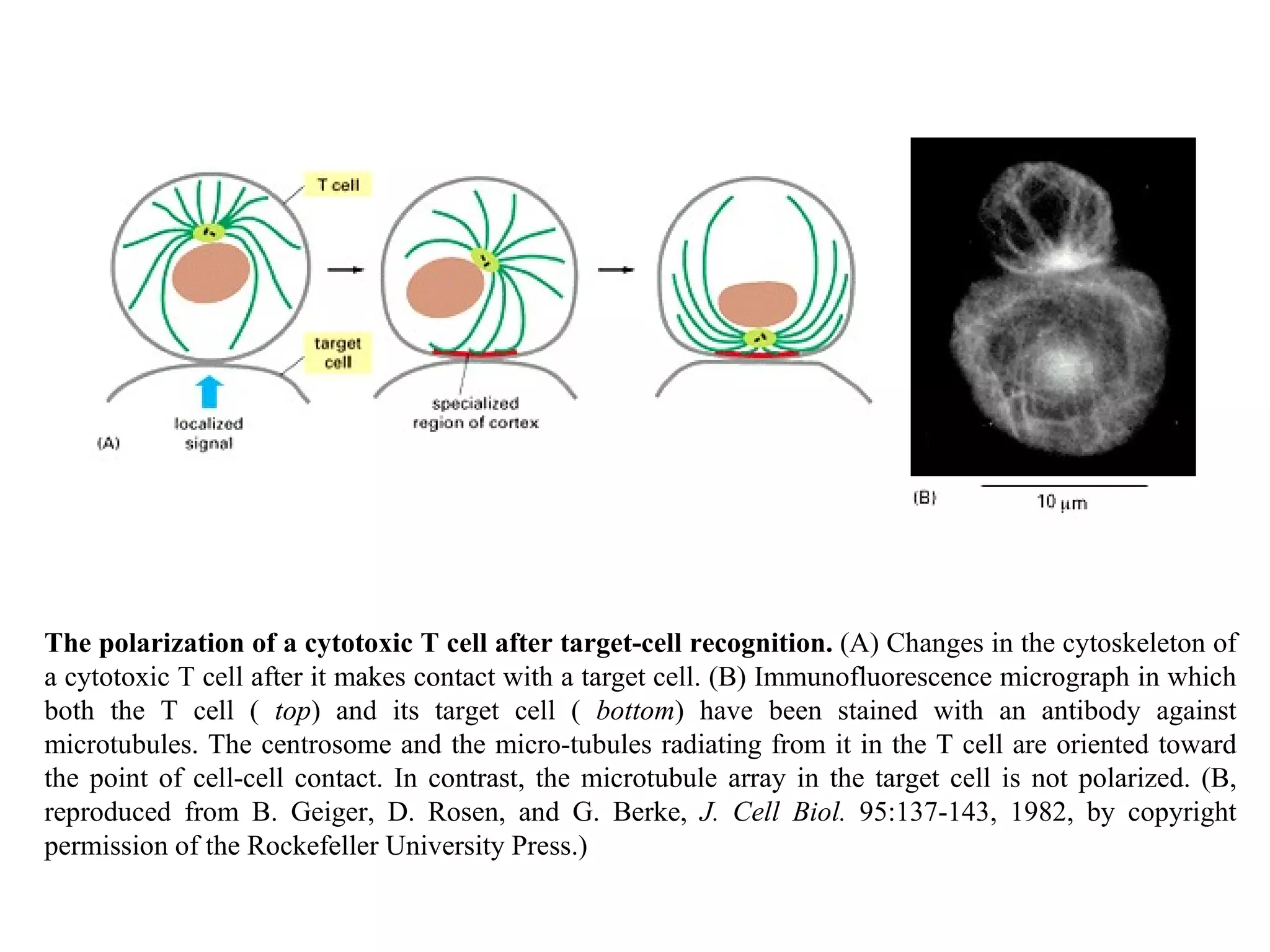 The polarization of a cytotoxic T cell after target-cell recognition.  (A) Changes in the cytoskeleton of a cytotoxic T cell after it makes contact with a target cell. (B) Immunofluorescence micrograph in which both the T cell (  top ) and its target cell (  bottom ) have been stained with an antibody against microtubules. The centrosome and the micro-tubules radiating from it in the T cell are oriented toward the point of cell-cell contact. In contrast, the microtubule array in the target cell is not polarized. (B, reproduced from B. Geiger, D. Rosen, and G. Berke,  J. Cell Biol.  95:137-143, 1982, by copyright permission of the Rockefeller University Press.) 