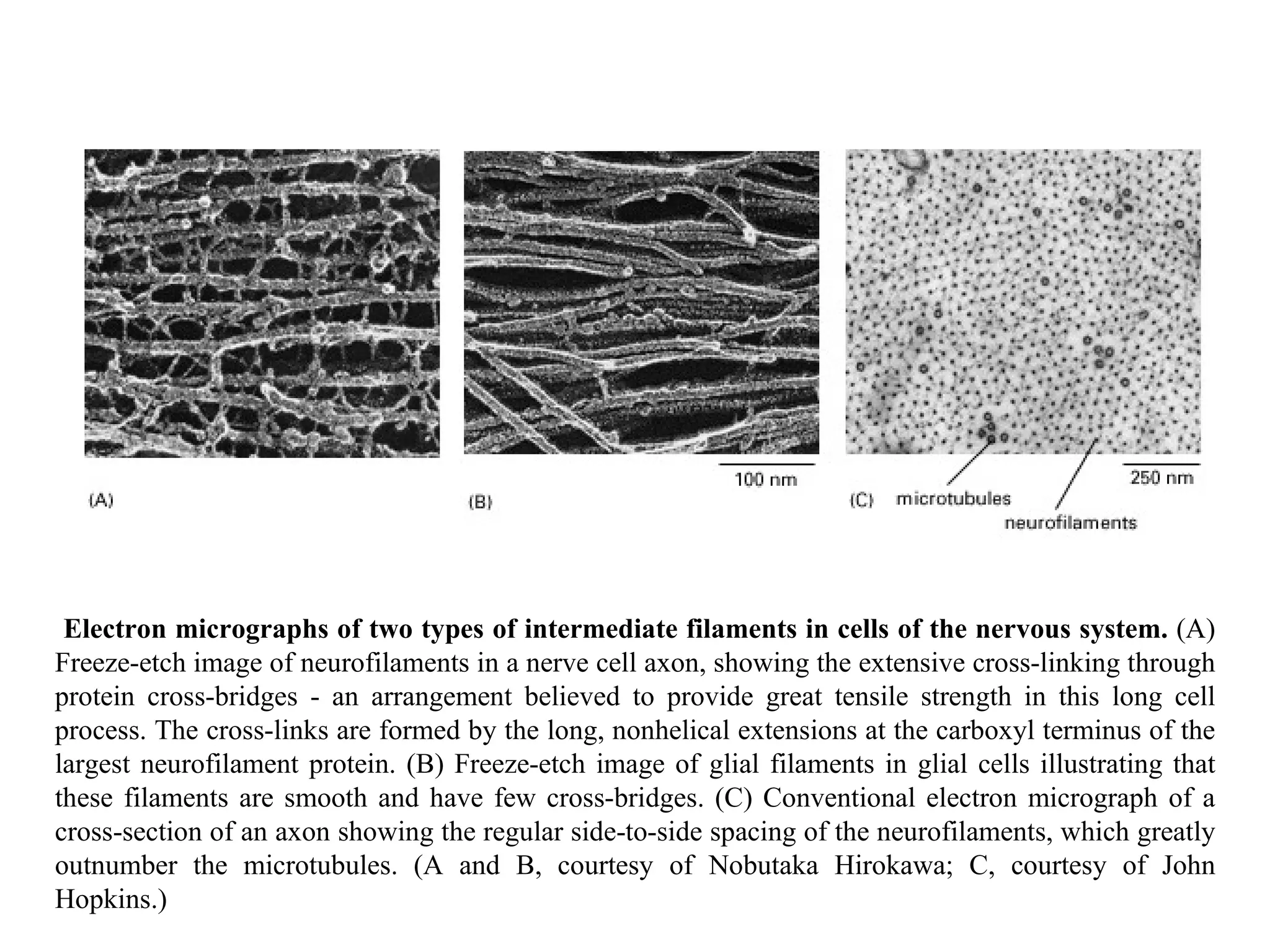 Electron micrographs of two types of intermediate filaments in cells of the nervous system.  (A) Freeze-etch image of neurofilaments in a nerve cell axon, showing the extensive cross-linking through protein cross-bridges - an arrangement believed to provide great tensile strength in this long cell process. The cross-links are formed by the long, nonhelical extensions at the carboxyl terminus of the largest neurofilament protein. (B) Freeze-etch image of glial filaments in glial cells illustrating that these filaments are smooth and have few cross-bridges. (C) Conventional electron micrograph of a cross-section of an axon showing the regular side-to-side spacing of the neurofilaments, which greatly outnumber the microtubules. (A and B, courtesy of Nobutaka Hirokawa; C, courtesy of John Hopkins.) 
